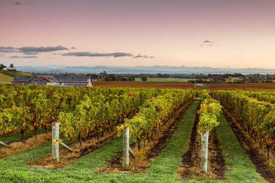 Sunrise over vineyard in autumn, Hawke's bay, New Zealand