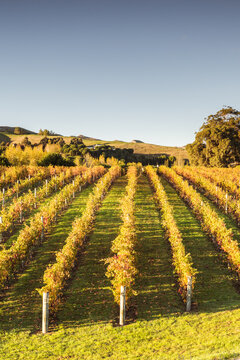 Rows of vines in autumn, Hawke's bay, New Zealand