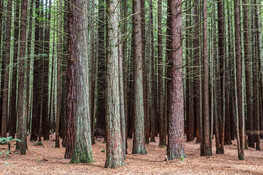 Giant californian coast redwoods forest, Rotorua, New Zealand
