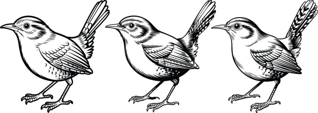 Three black and white line art drawings of a wren bird