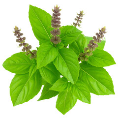 Holy basil isolated on white or transparent background
