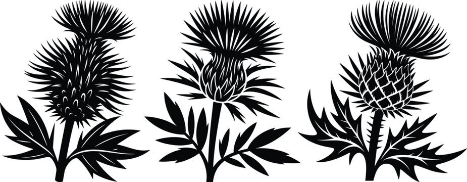 Three black thistle flowers with leaves plant nature