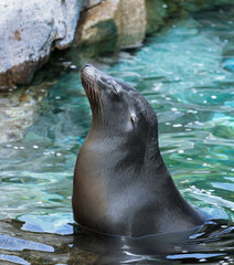 Fototapeta premium Sea lion emerging from the water with head lifted in natural light 