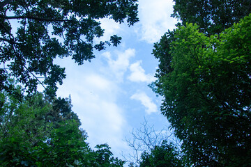 Blue sky and white clouds above the forest canopy image for background use