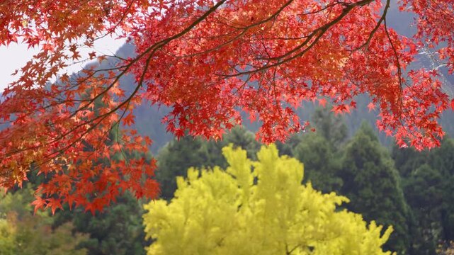 Perfect fall scenery with vibrant maple and ginko tree, slow slider shot
