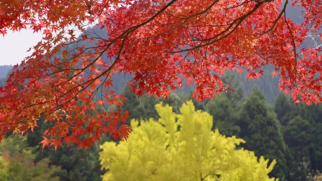 Slow slider shot over perfect red maple leaf tree with ginko in background