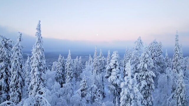 Aerial view over frozen forest, moon and polar night colors, winter in Lapland