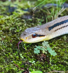 Obraz premium Striped snake flicking its tongue in a mossy natural habitat 