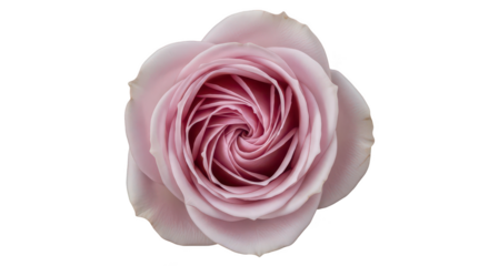 Delicate Pink Rose Blossom On Black Background Top View