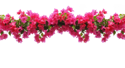 Vibrant Pink Bougainvillea Flower Border On Black Background