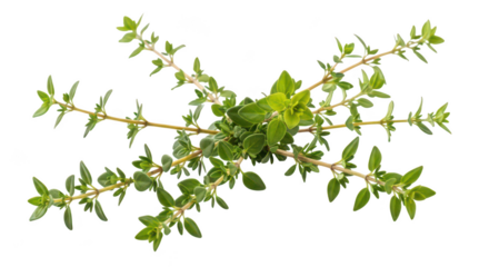 Fresh Thyme Sprigs Isolated On Black Background