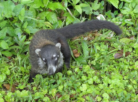 Cute ring-tailed coati grazing  in the rain  forest along the road to mount arenal  in Costa Rica, central    america