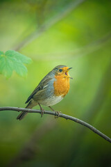 robin on a branch