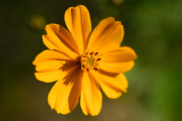 キバナコスモス