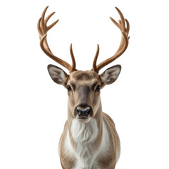 Naklejka premium A deer with large antlers is staring at the camera. The image has a calm and peaceful mood, as the deer appears to be in its natural habitat