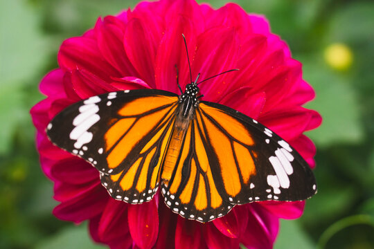 Orange butterfly resting on a vibrant red flower in natural light
