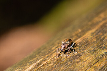 forest insect pest, the pine weevil Hylobius abietis on wooden surface
