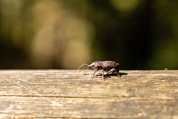 forest insect pest, the pine weevil Hylobius abietis on wooden surface
