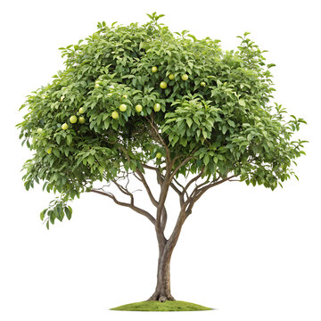 Green guava tree isolated on transparent background png