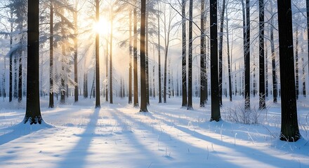 Beautiful winter forest landscape with sun shining through the trees and fresh snow
