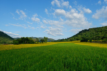 Wide Green and Yellow Sunn Hemp Field with Mountain Landscape