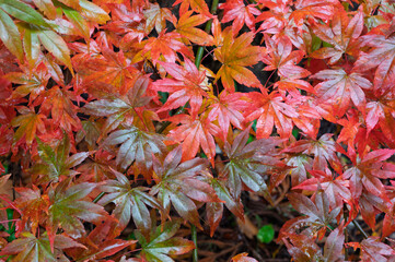 - 錦秋の葉重なり
