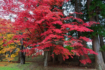 深紅の秋、森に燃ゆ
