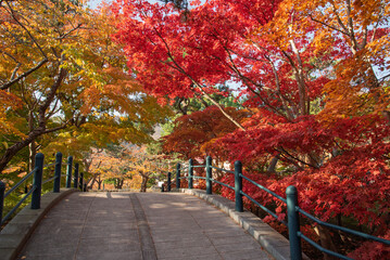 錦秋の函館公園、静寂の曲線