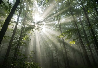 Fototapeta premium Sunlight streams through forest canopy creating dramatic light and shadows