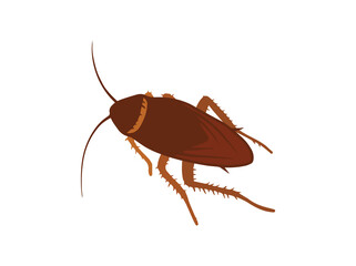 Hand Drawn Cockroach Insect Illustration
