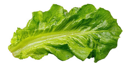 Fresh green romaine lettuce leaf isolated on transparent background
