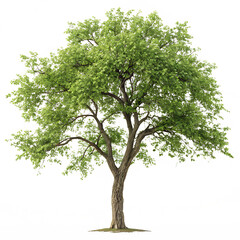 Obraz premium Wild mulberry tree isolated on transparent background png