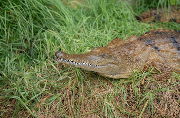Australia, Adelaide crock