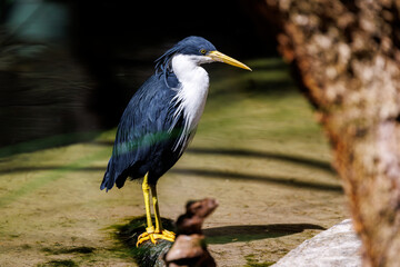 Fototapeta premium Birds