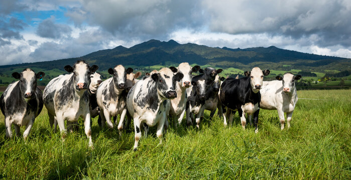 herd of speckle park cattle grazing in lush green grass field with mountain backdrop