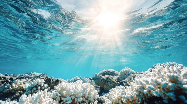 White coral reef in clear ocean water with sunlight filtering from above. ESG reports, sustainability campaigns, designed for environmental awareness campaigns, used by chefs.