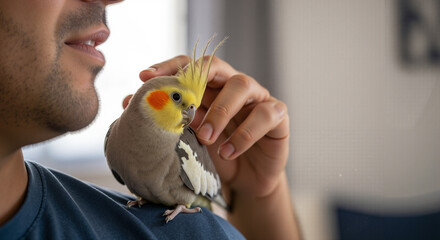 Man gently petting cockatiel perched on his shoulder indoors  