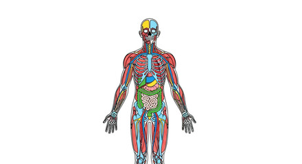Anatomical depiction of human body systems including skeleton muscles organs and circulatory system