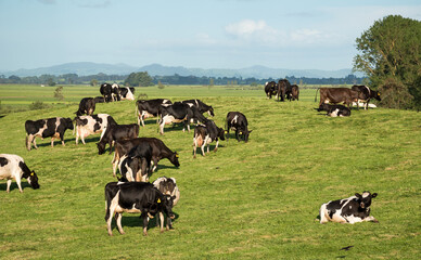 Fototapeta premium Herd of Friesian and Friesian cross dairy cows grazing in green grass