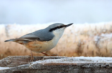 Nuthatch