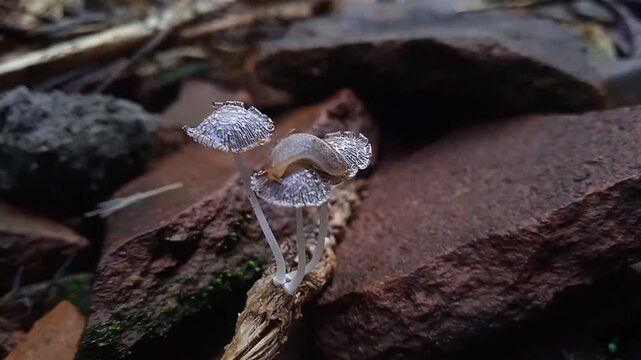 Close-up photo of a slug crawling on a Hare's foot Inkcap (Coprinopsis lagopus.)