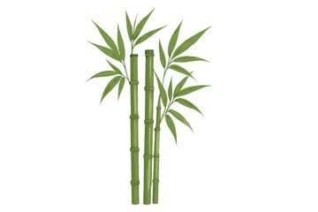 Fototapeta premium Several vibrant green bamboo stalks with detailed leaves isolated on white background