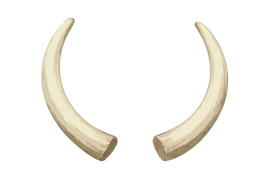 Curved ivory tusks pair isolated on white background