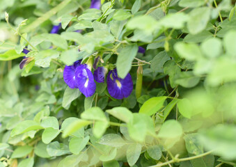 Close up shot of butterfly pea flower blossom at tree