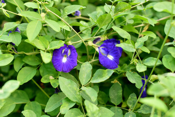 Close up shot of butterfly pea flower blossom at tree