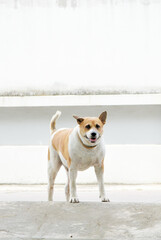 Dog stand at street looking at camera
