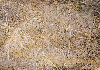 fibrous root texture