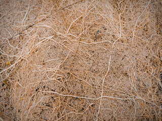 fibrous root texture