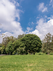 Vibrant landscape of tropical garden with green grass and tall trees under clear sky, perfect for travel, eco, or background use.