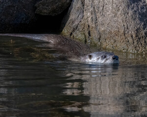 River Otter in the Wichita Mountains